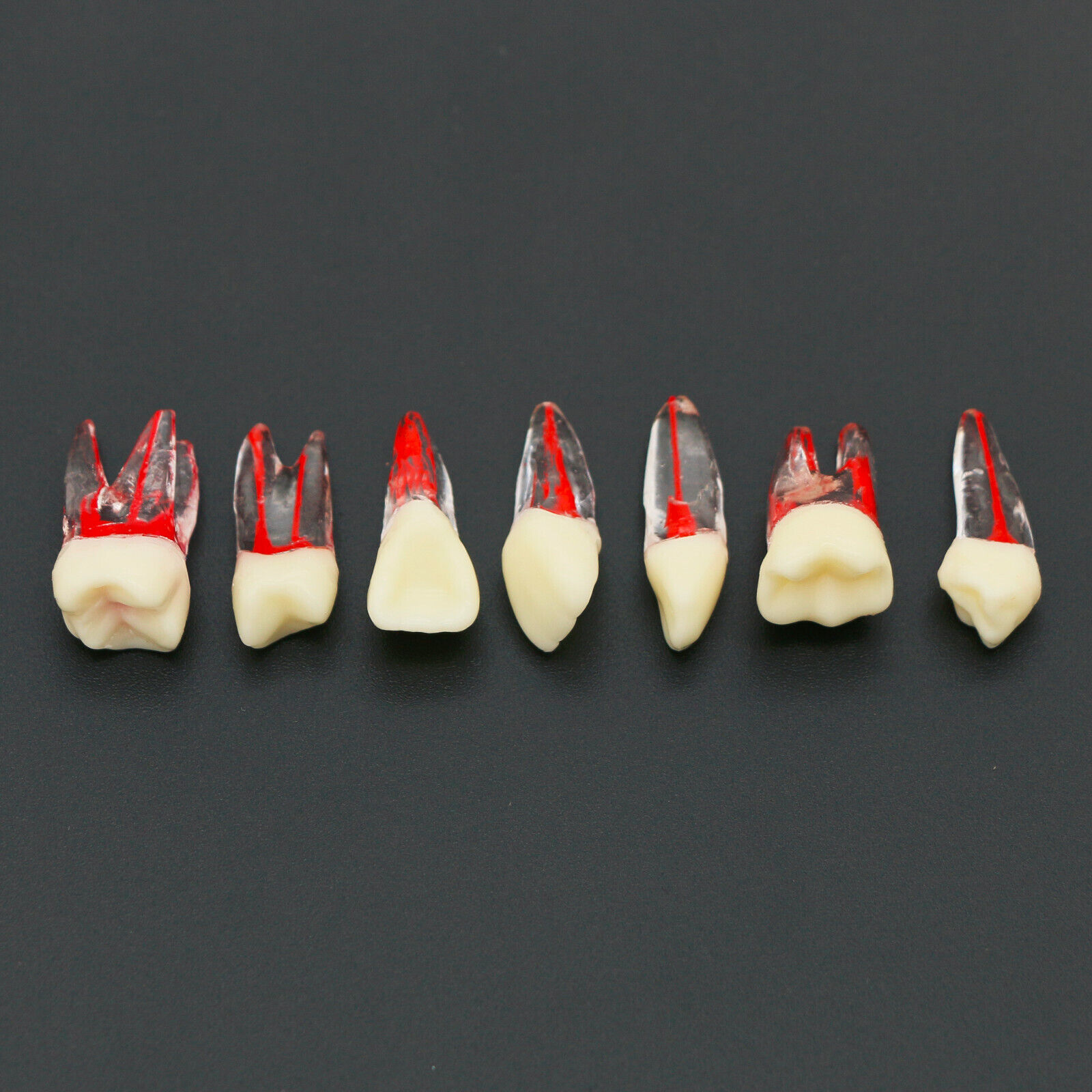 10Pcs Modelo de dientes Endodoncia para práctica de conducto radicular dental
